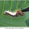 polygonia c-album larva5a